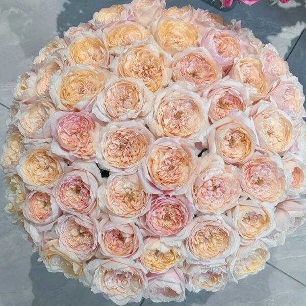 Tsumugi ulala Rose
