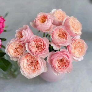 Tsumugi ulala Rose