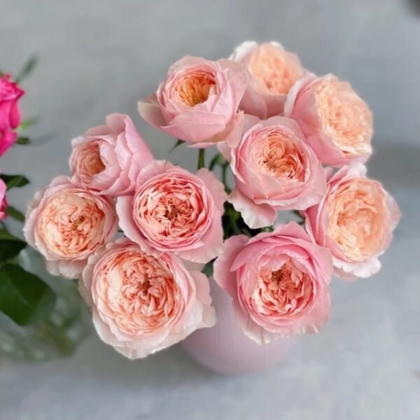 Tsumugi ulala Rose