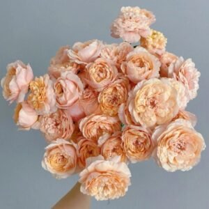Tsumugi ulala Rose