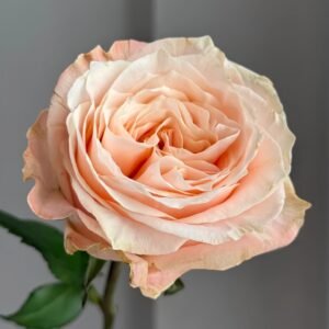 Warm hearted Milk Pastry Rose