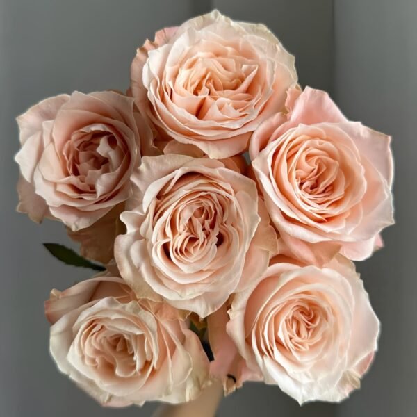 Warm hearted Milk Pastry Rose