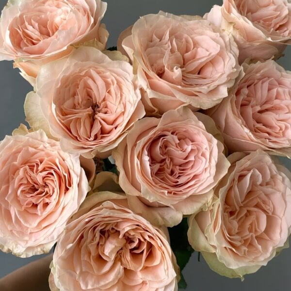 Warm hearted Milk Pastry Rose