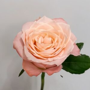 Warm hearted Milk Pastry Rose