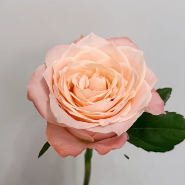 Warm hearted Milk Pastry Rose
