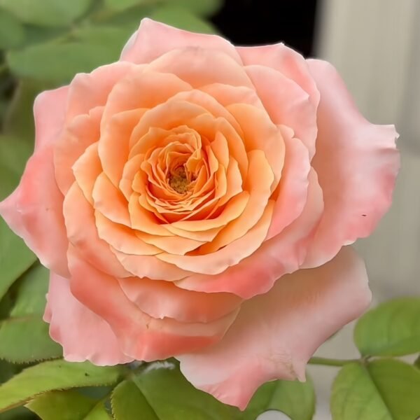 Warm hearted Milk Pastry Rose