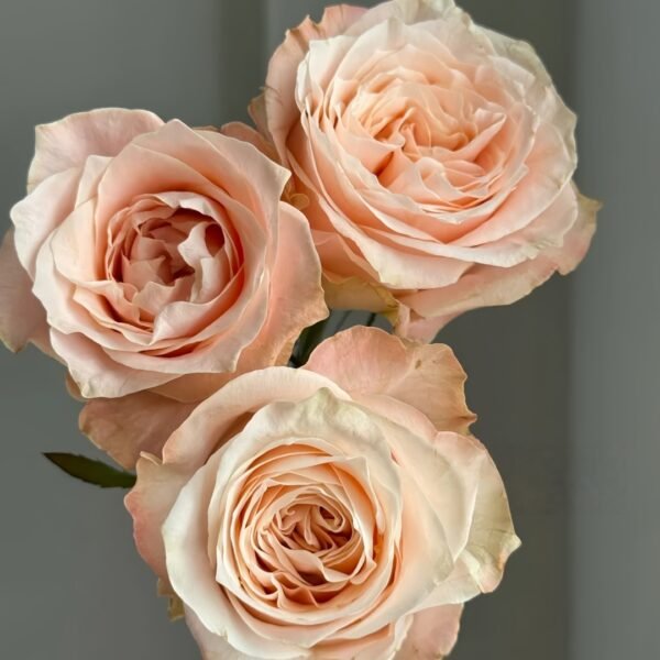 Warm hearted Milk Pastry Rose