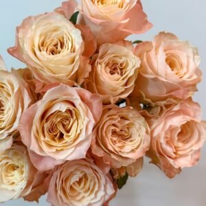Warm hearted Milk Pastry Rose