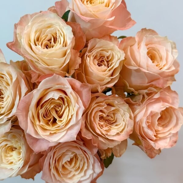 Warm hearted Milk Pastry Rose