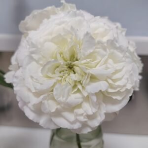 White Meidiland Rose