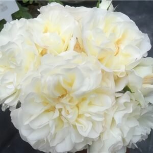 White Meidiland Rose