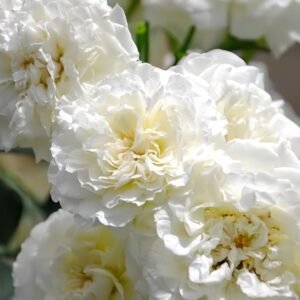 White Meidiland Rose