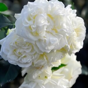 White Meidiland Rose