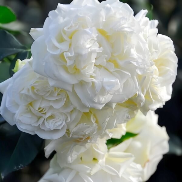 White Meidiland Rose