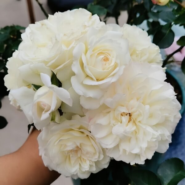 White Meidiland Rose