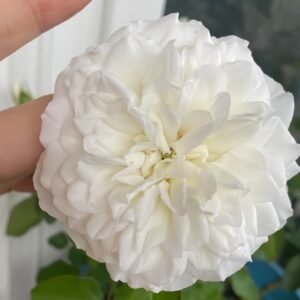 White Meidiland Rose
