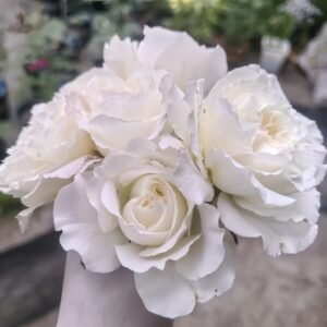 White Meidiland Rose