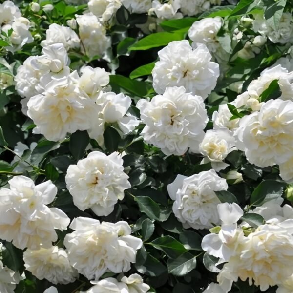 White Meidiland Rose