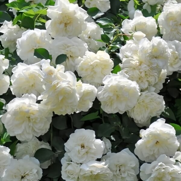White Meidiland Rose