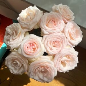 White Peach Gyokuro Rose