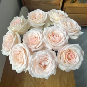 White Peach Gyokuro Rose