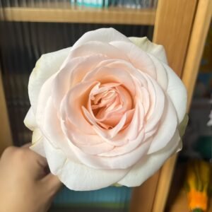 White Peach Gyokuro Rose