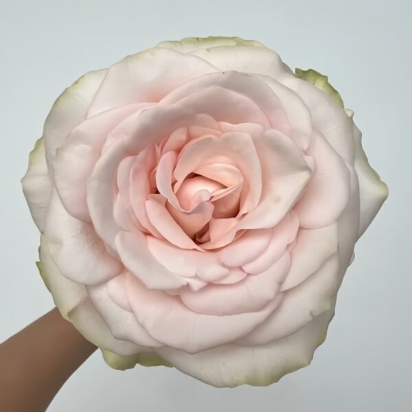 White Peach Gyokuro Rose