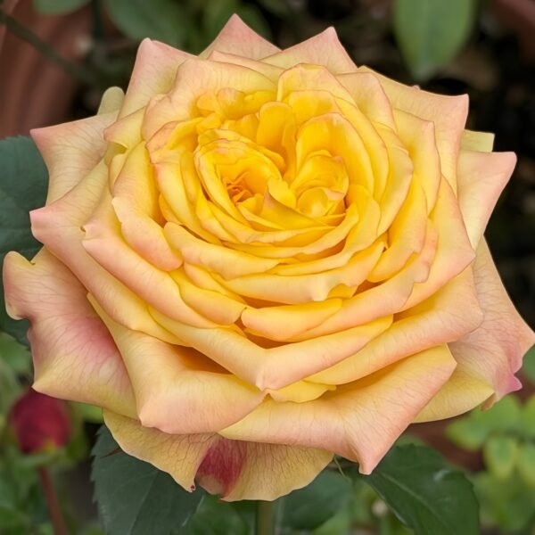 Wild Crown Rose