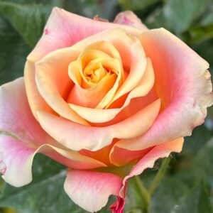 Wild Crown Rose