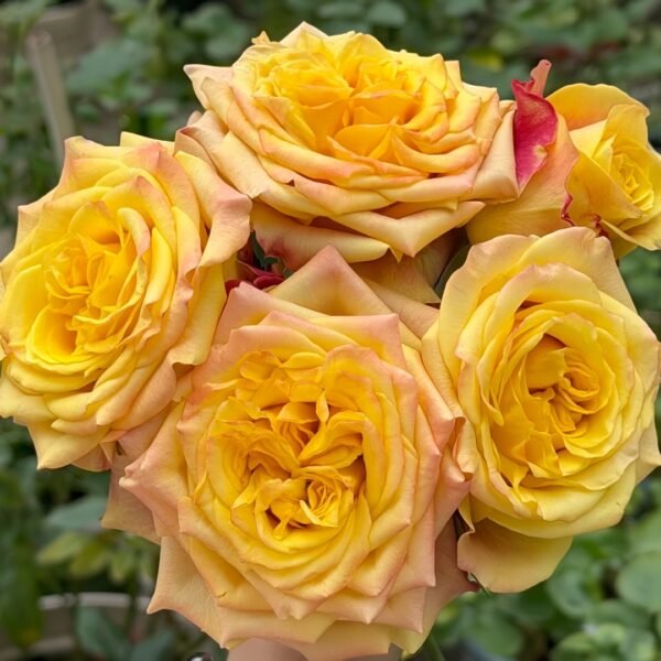 Wild Crown Rose