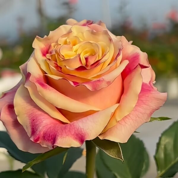 Wild Crown Rose