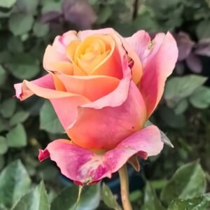 Wild Crown Rose