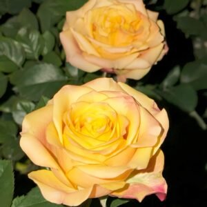 Wild Crown Rose