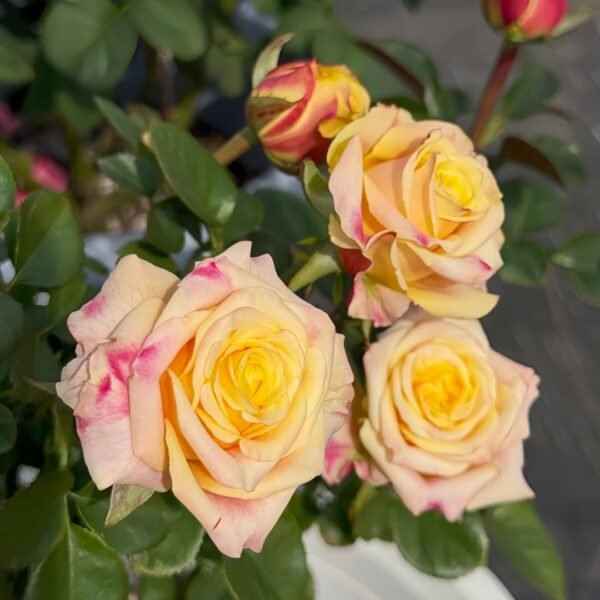 Wild Crown Rose
