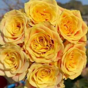 Wild Crown Rose