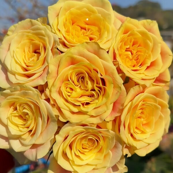 Wild Crown Rose
