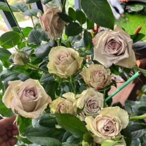 Wild Moss Rose