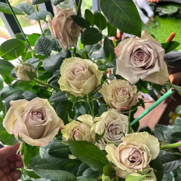 Wild Moss Rose