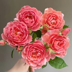 Akane Rose