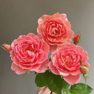 Akane Rose