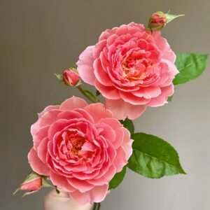 Akane Rose