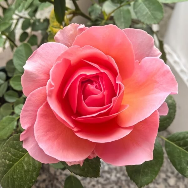 Akane Rose