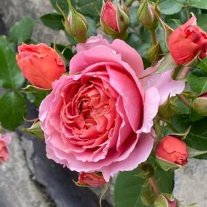 Akane Rose