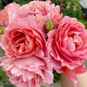 Akane Rose Plant|茜 - 图片 10