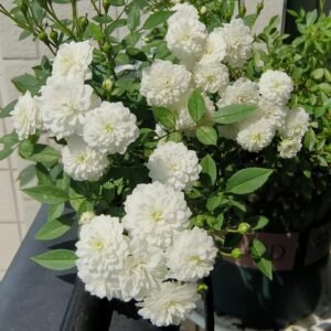 Belle Neige Rose