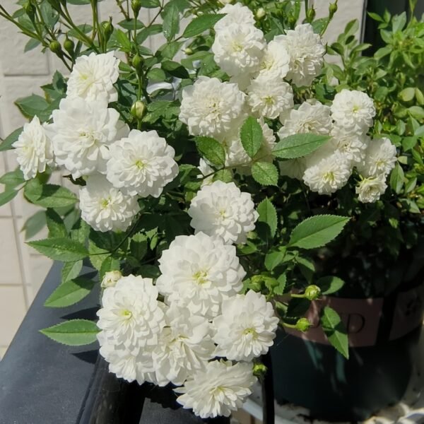 Belle Neige Rose