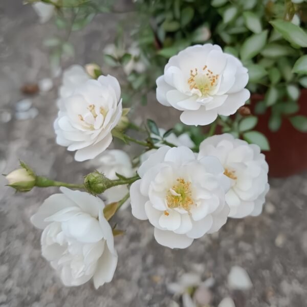 Belle Neige Rose