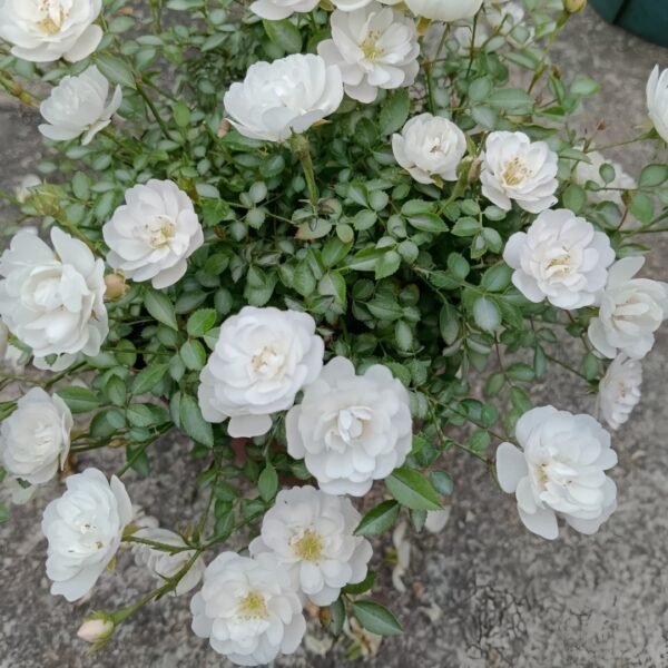Belle Neige Rose