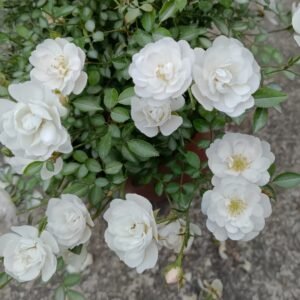 Belle Neige Rose