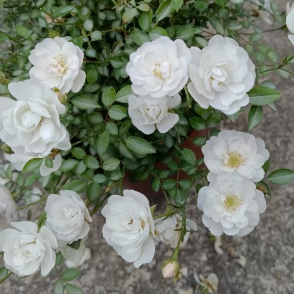 Belle Neige Rose